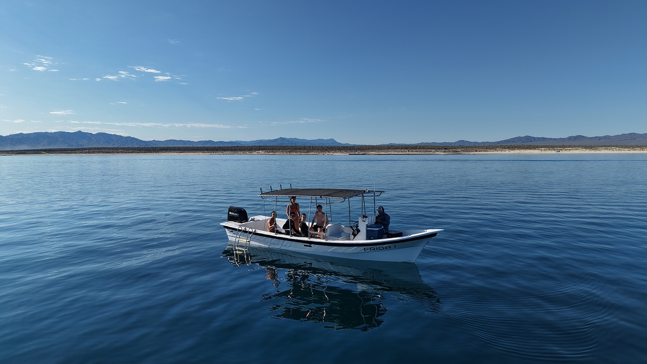 Ocean Safari