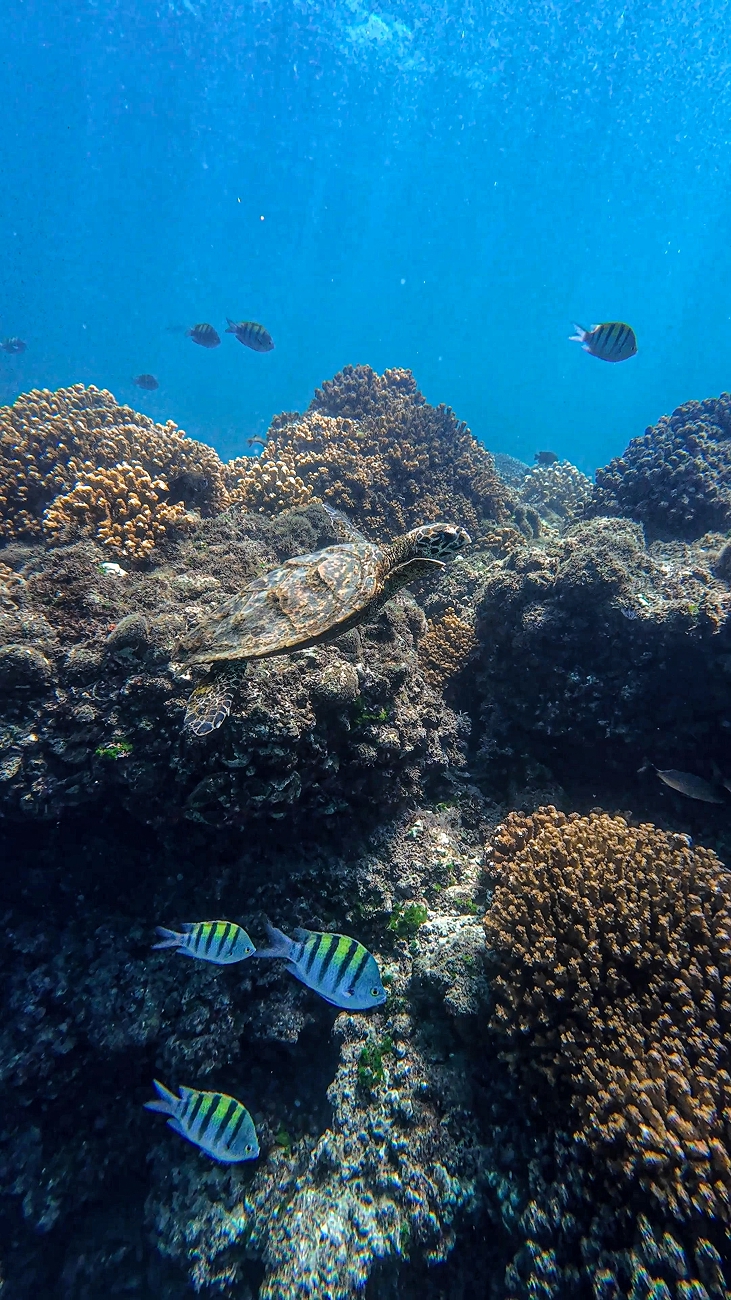 Ocean Safari