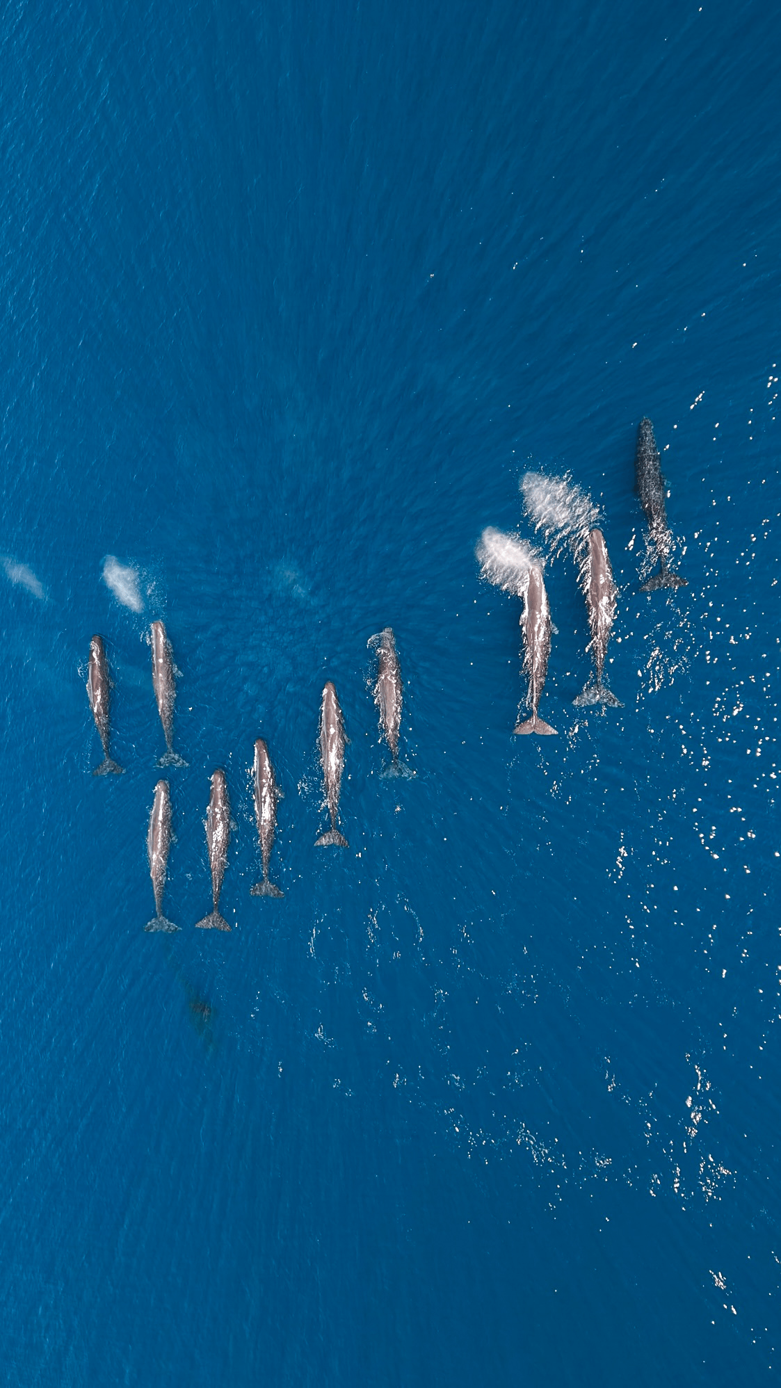 Whale Shark, Sea of Cortez