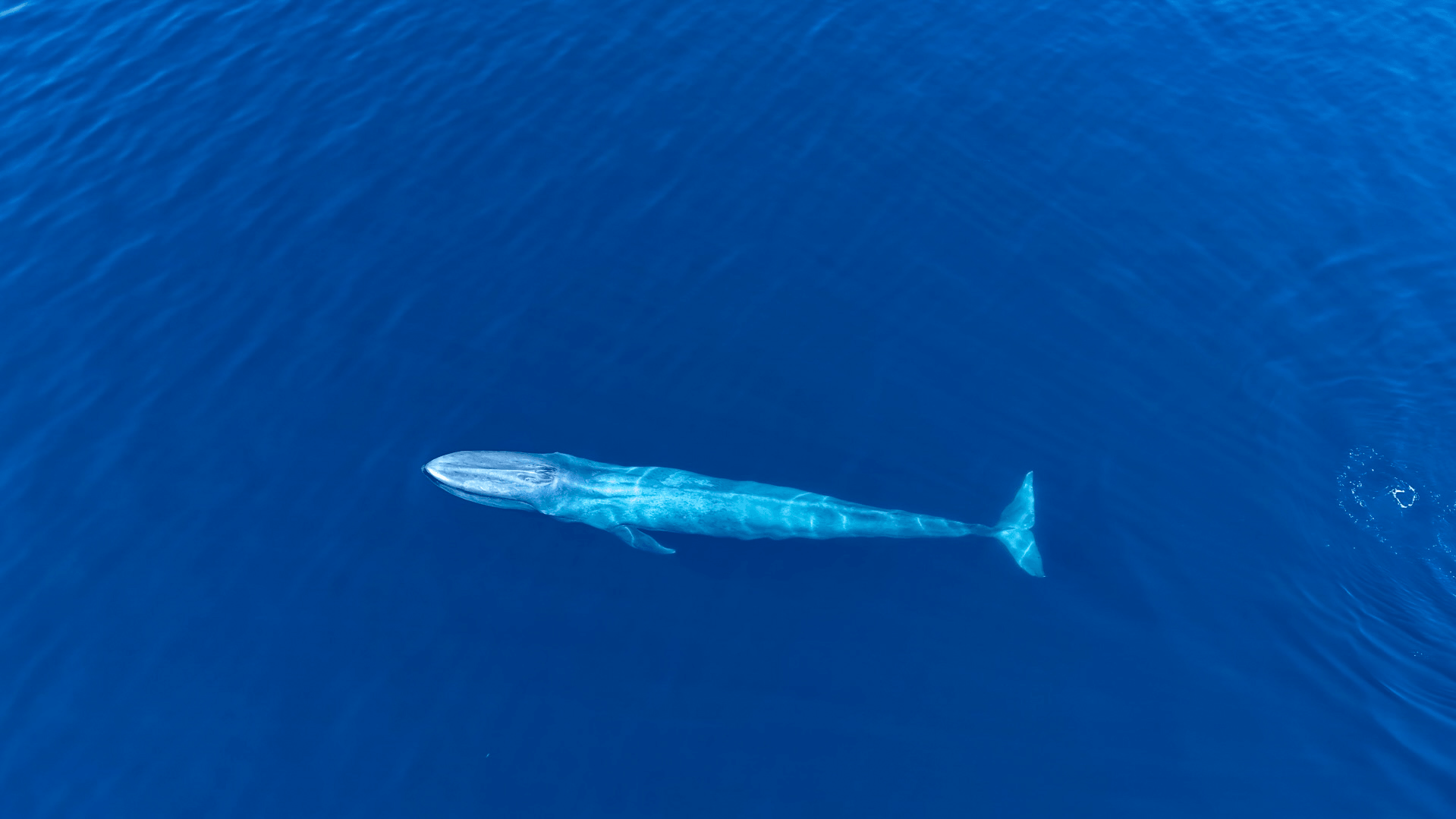 Dolphin Pod