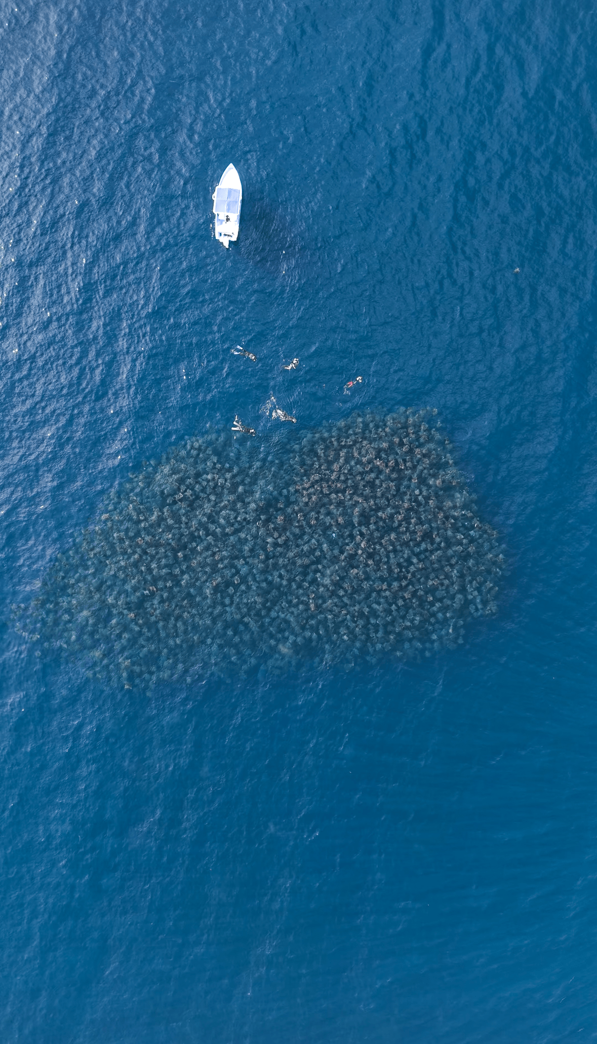 Pelagic Species, Deep Blue